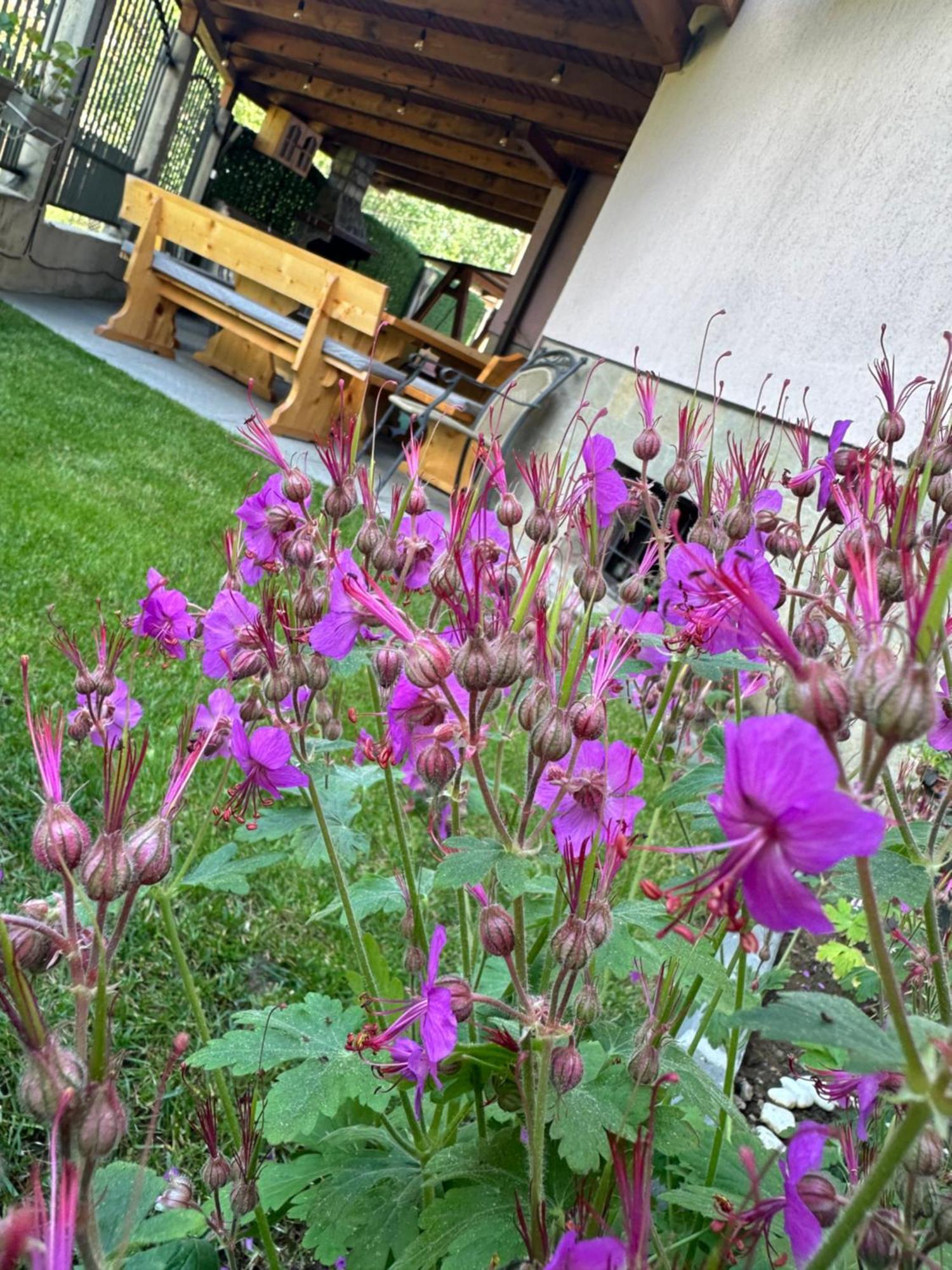 Advel Guest Hous Hotell Madzhare Exteriör bild